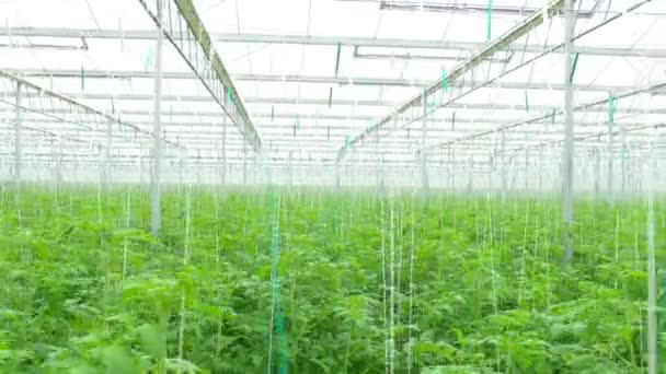 Tomato hydroponic plants in greenhouse — Stock Video