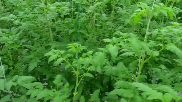 Tomato hydroponic plants in greenhouse — Stock Video