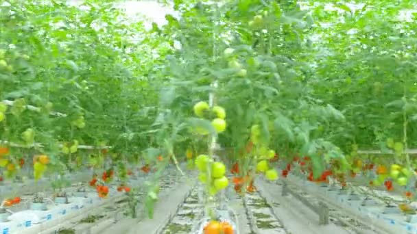 Plantes hydroponiques de tomate en serre — Video