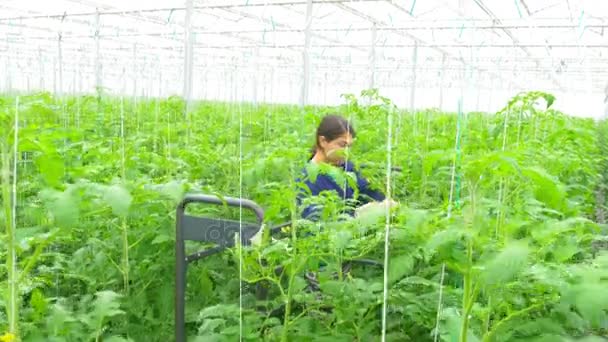 Worker grafting plants in greenhouse — Stock Video