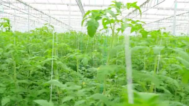 Tomato hydroponic plants in greenhouse — Stock Video