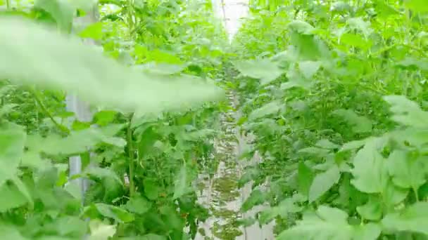 Plantas hidropónicas de tomate en invernadero — Vídeos de Stock