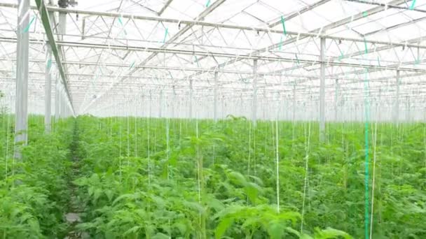 Tomato hydroponic plants in greenhouse — Stock Video