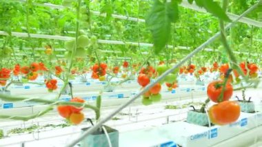 domates hydroponic bitkiler sera içinde