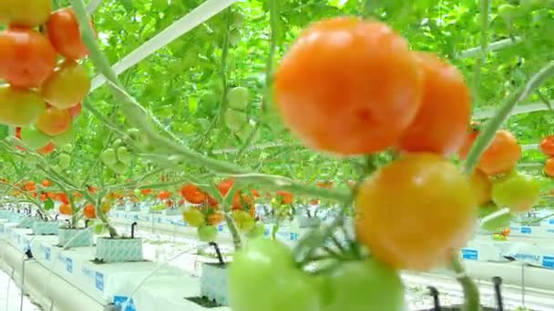 Plantes hydroponiques de tomate en serre — Video