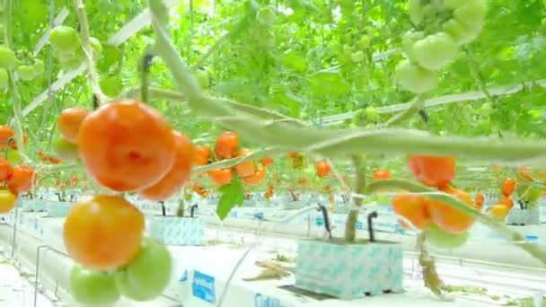 Plantas hidropónicas de tomate en invernadero — Vídeo de stock