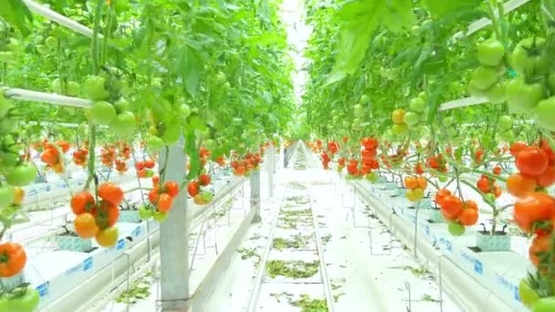 Plantas hidropónicas de tomate en invernadero — Vídeos de Stock