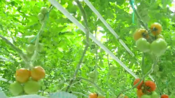 Plantas hidropónicas de tomate en invernadero — Vídeo de stock