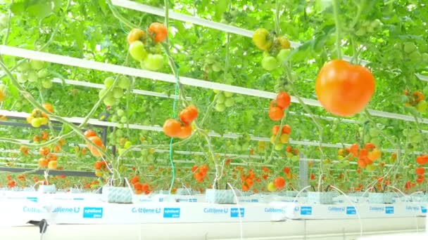 Plantas hidropónicas de tomate en invernadero — Vídeo de stock