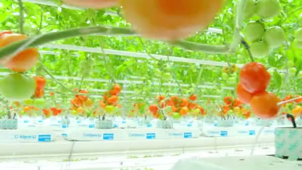 在温室番茄水培植物 — 图库视频影像
