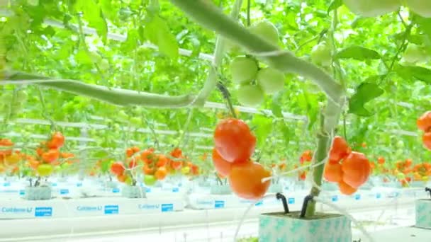 Plantes hydroponiques de tomate en serre — Video