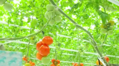 domates hydroponic bitkiler sera içinde