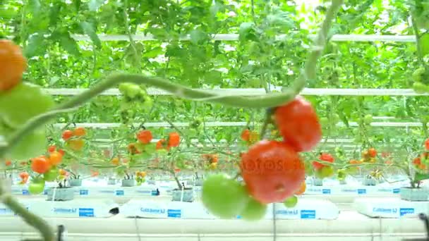 Plantas hidropónicas de tomate en invernadero — Vídeo de stock