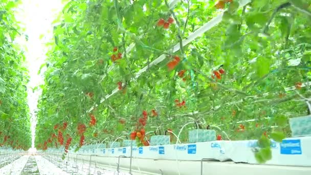 Hydrocultuur tomatenplanten in kas — Stockvideo