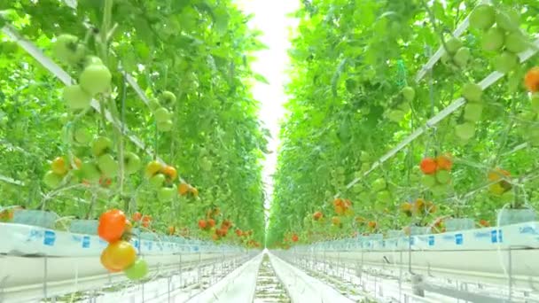 Hydroponické rostliny rajčat ve skleníku — Stock video