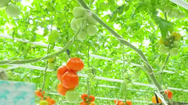 Hydrocultuur tomatenplanten in kas — Stockvideo