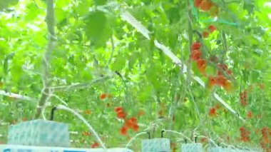 Olgun doğal domates