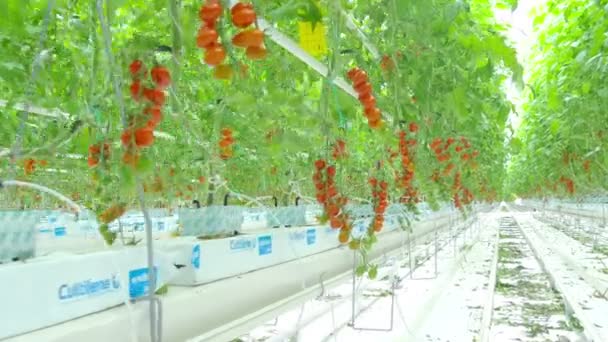 Rijpe natuurlijke tomaten — Stockvideo