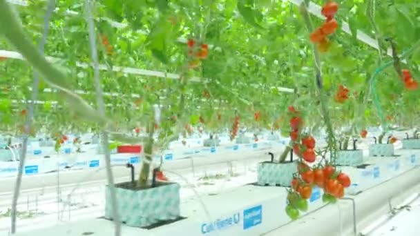 Спелые натуральные помидоры — стоковое видео