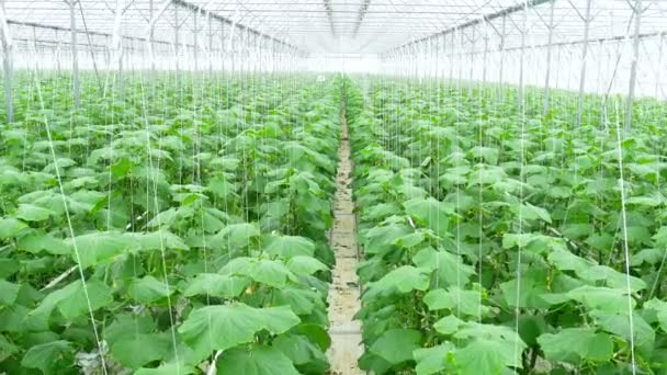 Growing cucumbers on an industrial scale — Stock Video