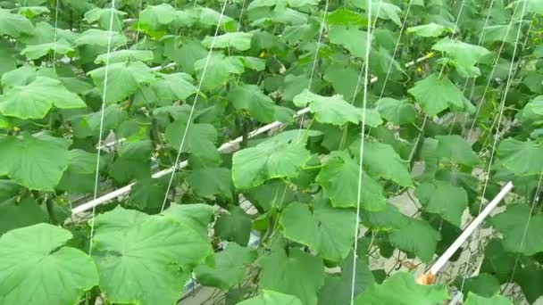 Cultivando pepinos em escala industrial — Vídeo de Stock