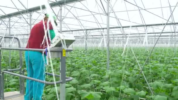 Landbouwingenieur werkt tussen komkommer plant — Stockvideo