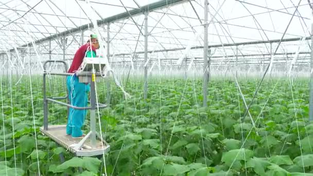 农艺师工作之间黄瓜植株 — 图库视频影像