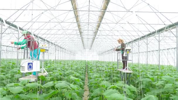 Agronom działa między rośliny ogórka — Wideo stockowe