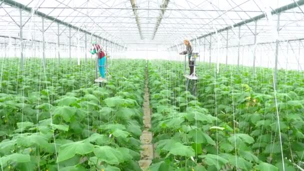 Agrarwissenschaftler arbeitet zwischen Gurkenpflanze — Stockvideo