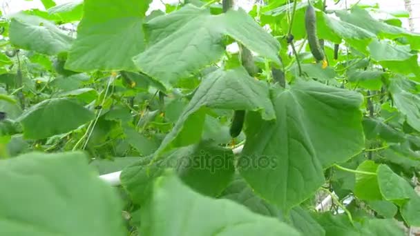 Cultivando pepinos em escala industrial — Vídeo de Stock