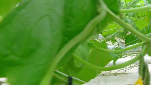 Growing cucumbers on an industrial scale — Stock Video