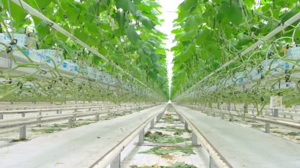 Cultivando pepinos em escala industrial — Vídeo de Stock