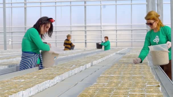 Trabalhadoras do sexo feminino semeadura de sementes de tomate hibryd — Vídeo de Stock