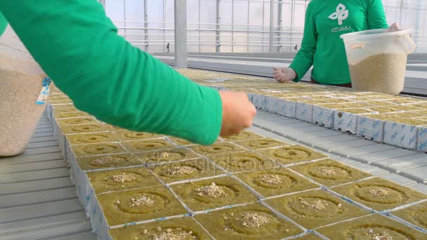 Trabajadora sembrando semillas híbridas de tomate — Vídeos de Stock