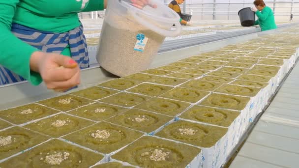 Trabajadoras sembrando semillas de jitomate hibrido — Vídeo de stock