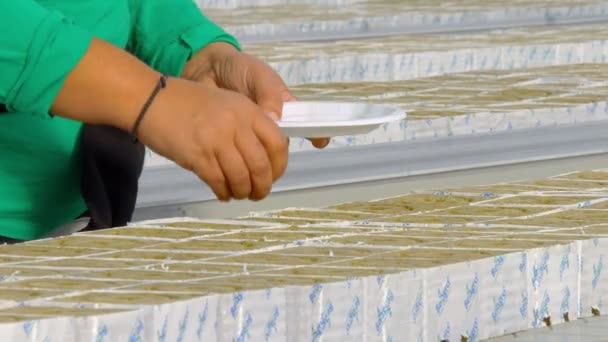 Женщина-работница сеет гибридные семена помидоров — стоковое видео
