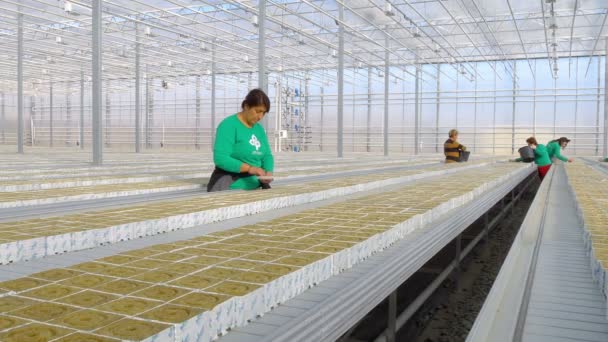 女性労働者のトマトの hibryd の種子を播種 — ストック動画