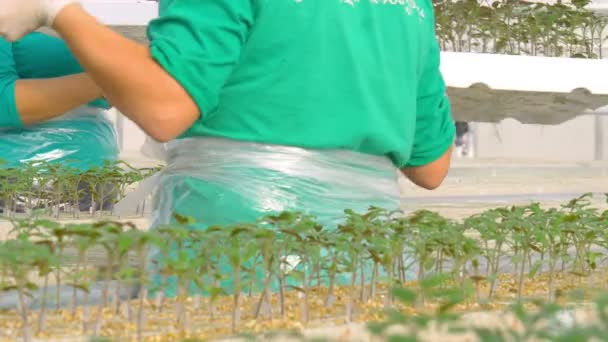 Female workers grafting plants — Stock Video