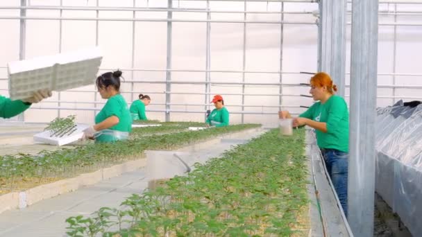 Trabajadores femeninos plantas de injerto — Vídeos de Stock