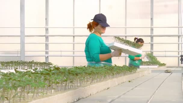 女工嫁接植物 — 图库视频影像