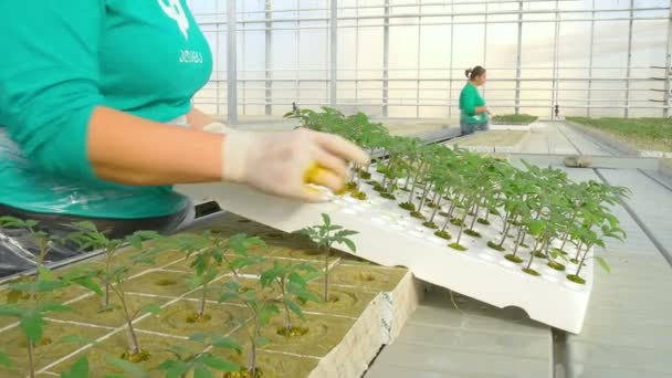 Trabajadores femeninos plantas de injerto — Vídeos de Stock