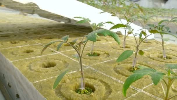 Workers planting tomato sprouts — Stock Video