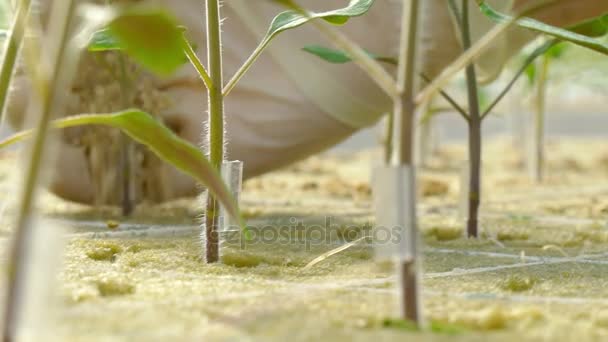 Lavoratori che piantano germogli di pomodoro — Video Stock