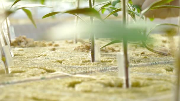 Trabajadores que plantan brotes de tomate — Vídeos de Stock