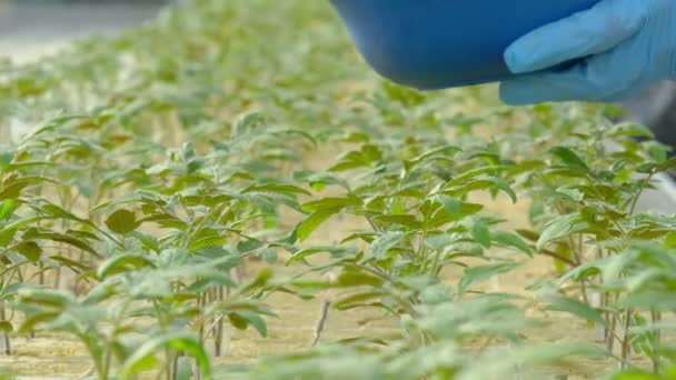 Trabajadores que plantan brotes de tomate — Vídeo de stock