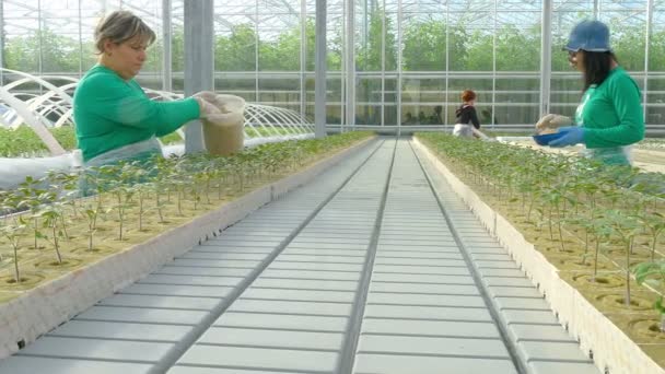 Женщины-рабочие сеют семена гибрида помидоров — стоковое видео