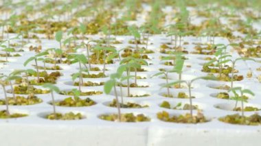 Satır domates bitkiler 