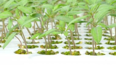 Satır domates bitkiler 