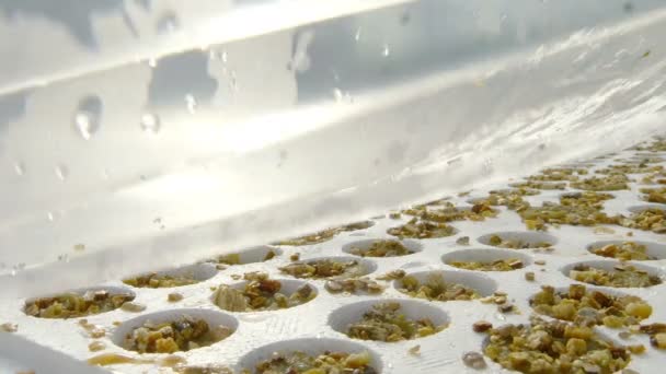 Томатные семена под покровом — стоковое видео