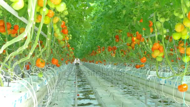 Спелые натуральные помидоры, растущие на ветке — стоковое видео